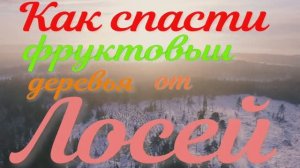 Караул , нашествие лосей .Чем обработать  деревья , что бы их не грызли лоси ?