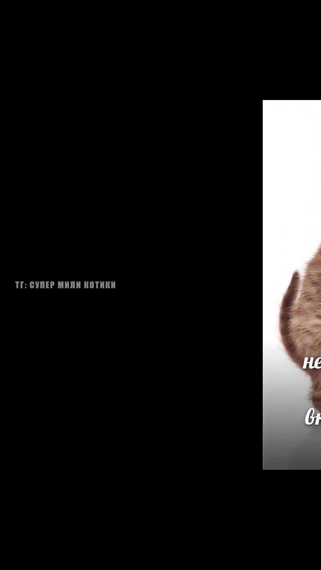 VID_20260130_031823.mp4 смотреть онлайн