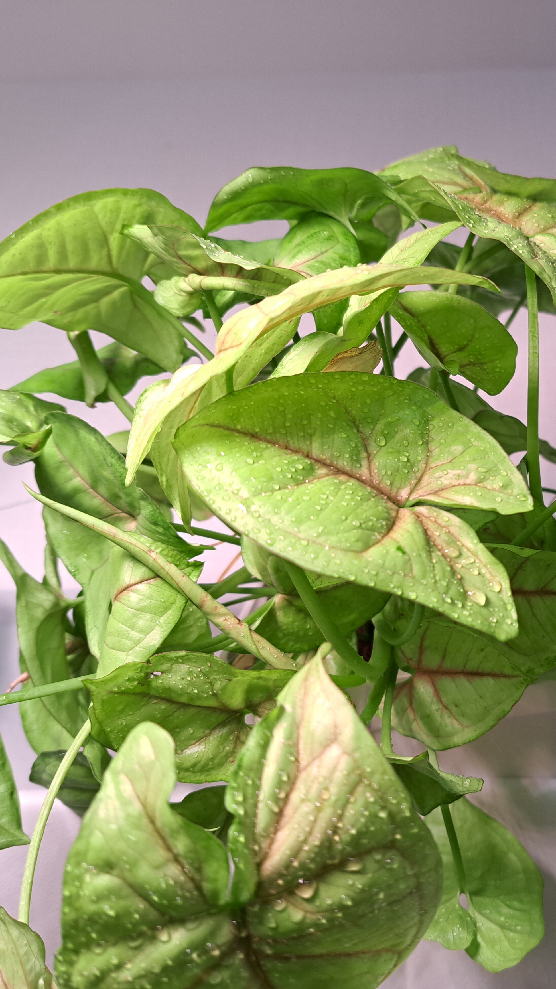 Самые неприхотливые комнатные растения 🪴 #растения #комнатныерастения #цветы #сад #огород #хобби Самые неприхотливые комнатные растения 🪴 #растения #комнатныерастения #цветы #сад #огород #хобби