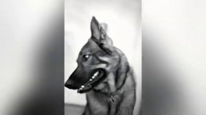 АЛЬМА И МИХАИЛ...авторский рассказ