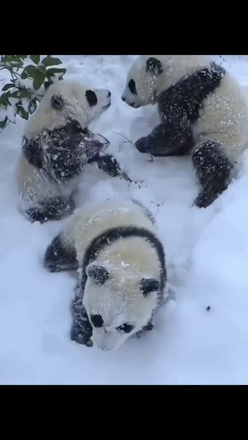 Эти забавные животные смотреть онлайн