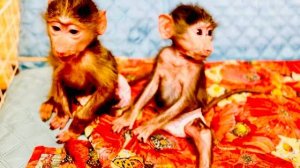 Веселые гамадрилята ДАРЯТ нам РАДОСТЬ, а вы, друзья, несите ее дальше)))