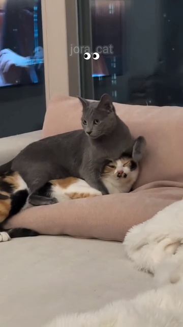 Эти забавные животные смотреть онлайн