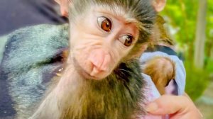 Степашка и Маня снова отправляются гулять! КУДА ПРОПАЛА СЕМЬЯ ГАМАДРИЛ