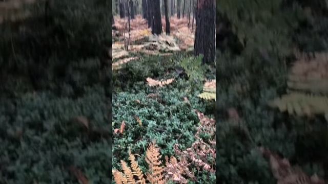 природа во всей своей красе.mp4 смотреть онлайн