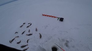 Рыбалка на Псковском озере попали в рыбу