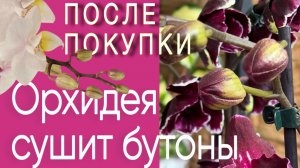Почему происходит усушка, сброс бутонов после покупки орхидей?!