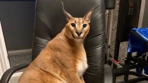 Сбежавший 4 серия 1 сезон