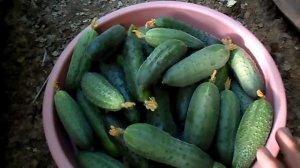 ВЫРАЩИВАНИЕ ОГУРЦОВ СБОР ОГУРЦОВ 13.08.2017