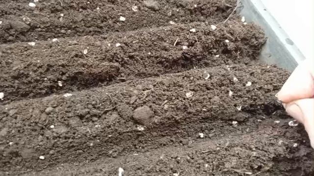 Посеяла лук на рассаду смотреть онлайн