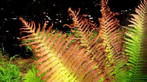 Папоротники на реке