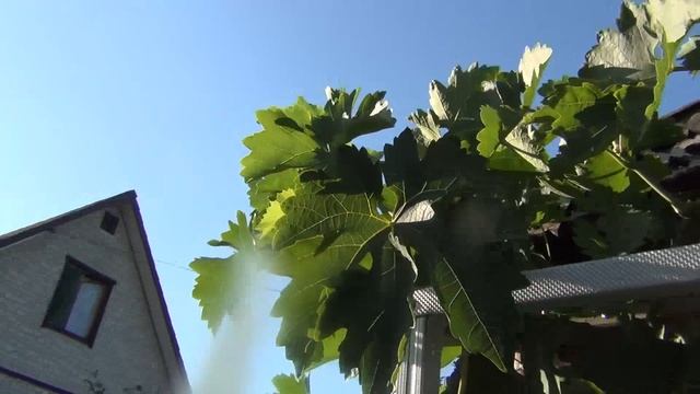 Почему удаляем листья винограда в августе. И о поливах смотреть онлайн