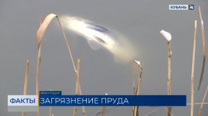 На гибель рыбы в пруду на Восточно-Кругликовской пожаловались жители Краснодара