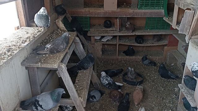 Голуби на племя смотреть онлайн