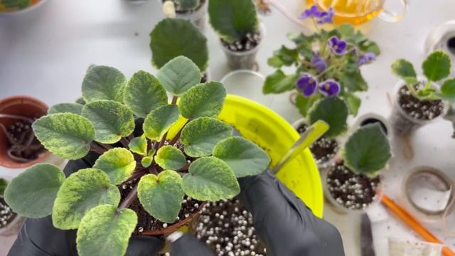 Большая пересадка фиалок 6.Болталка за 9.02. смотреть онлайн