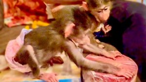 Степка с Ангелиной играют на КОНФЕТНОМ БАРАБАНЕ и слушают новую колыбельную для гамадрилят!