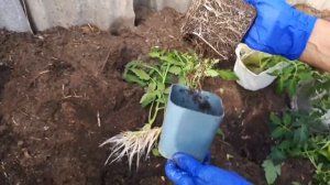 2216.  ВПЛ. А вы такое делаете с томатами?