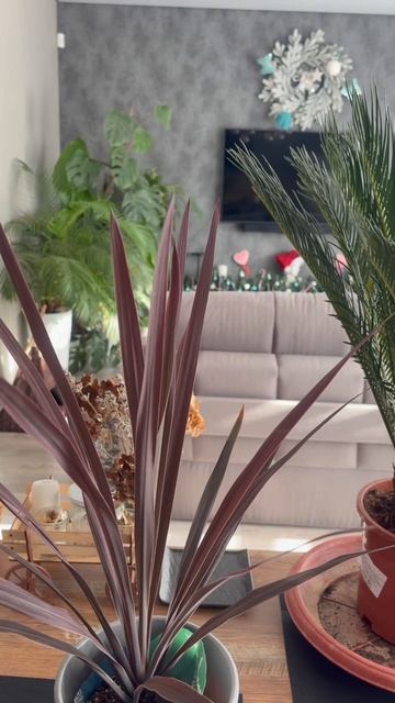 Три новинки коллекции комнатных растений- Араукария, Кордилина, Цикас (саговая пальма)