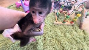 Лягушки и квакушки Николяшины новые игрушки😁