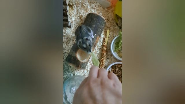 А мы все хомячим🐹🤣 #хомякджунгарик#хомячок#хомяк#джунгарик А мы все хомячим🐹🤣 #хомякджунгарик#хомячок#хомяк#джунгарик