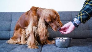 Производитель «Индилайт» выпустит корм для домашних животных