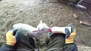 Что с прудом стало в мороз ? Снега навалило ! ХУТОР В ЛЕСУ №944