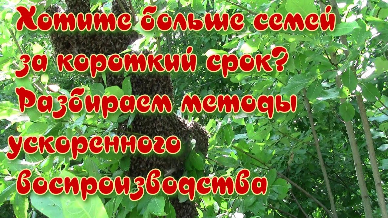 Ускоренное воспроизводство пчёл — ваш путь к процветающей пасеке смотреть онлайн