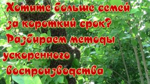 Ускоренное воспроизводство пчёл — ваш путь к процветающей пасеке