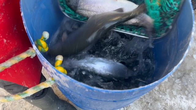 Приход Карельской Форели смотреть онлайн