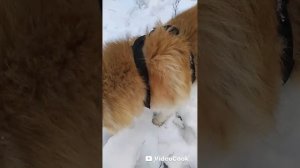 Мои любимые питомцы