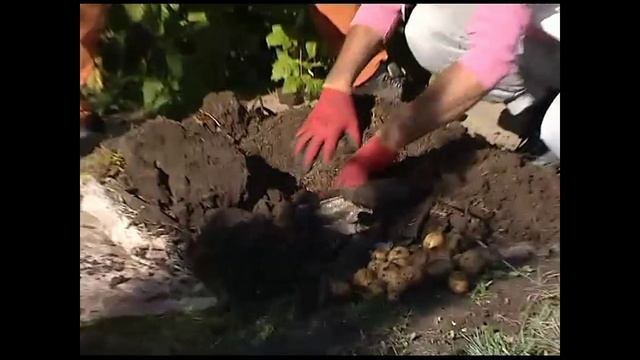 Плохой опыт выращивания картофеля в мешке.... Поливать нужно! смотреть онлайн