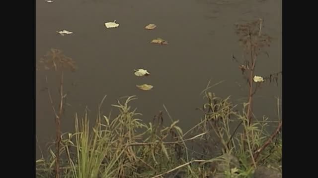 7. ОМЕЛЬЧУК А.К.  ТЕНЬ ПАДАЮЩИХ ЛИСТЬЕВ