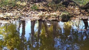 Если не спится