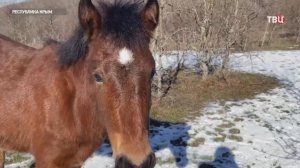 Уникальную породу горных лошадей возрождают в Крыму