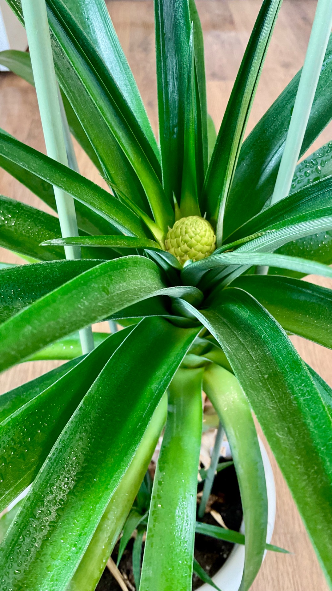 Завязь плода Ананаса🍍 смотреть онлайн