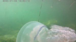 Черноморское 2023 много моря