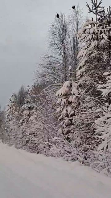 Стая косачей по дороге в лес смотреть онлайн