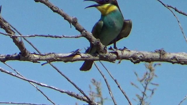 Самая красивая птица в Европе смотреть онлайн