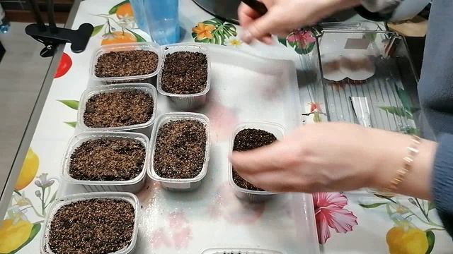 Семена проклюнулись! Пора сеять перец!