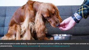 Производитель «Индилайт» выпустит корм для домашних животных