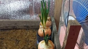 МАНАС В ЭТОЙ ЁМКОСТИ ХОРОШ