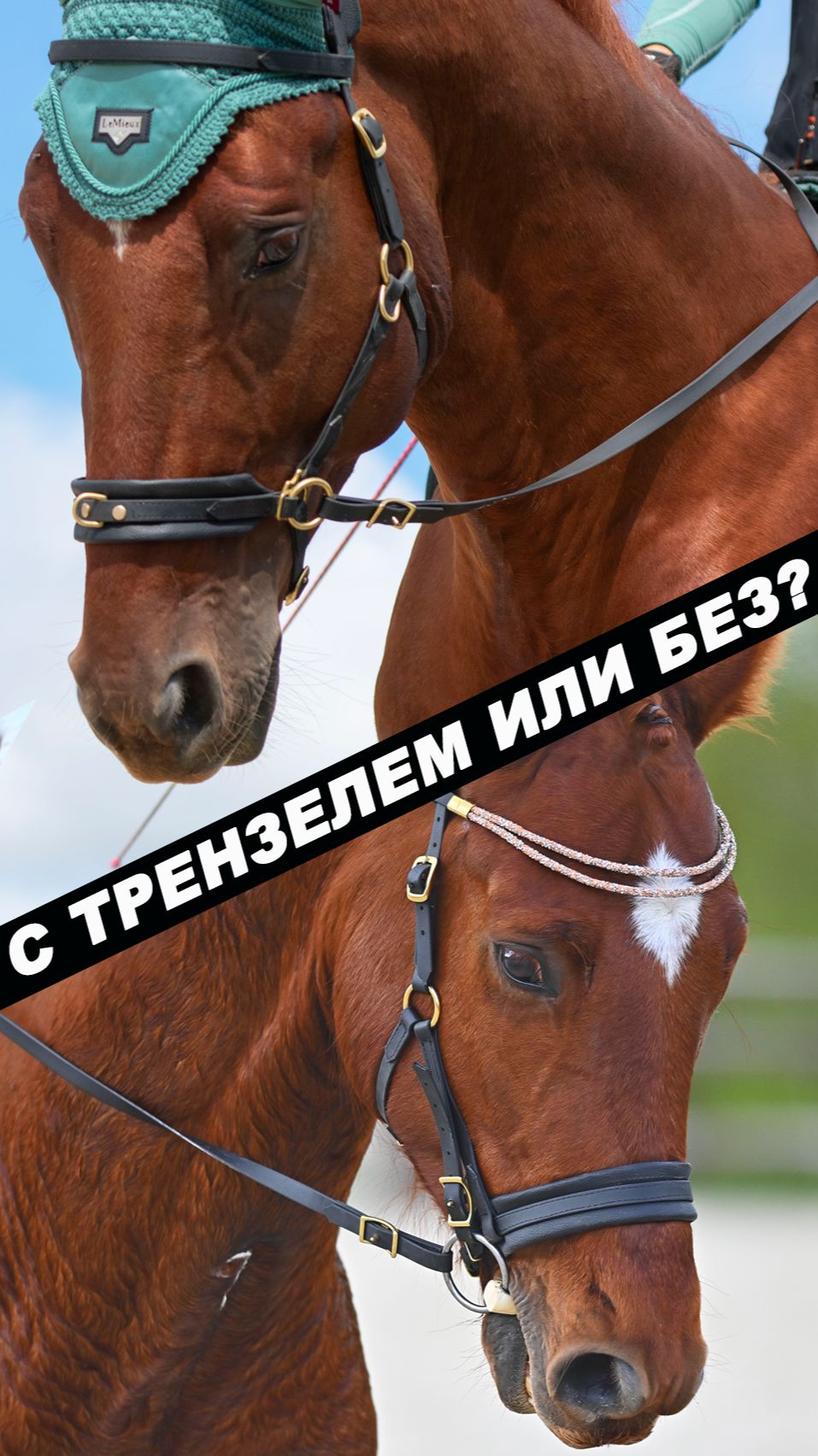 Что лучше ездить верхом с трензелем или без?