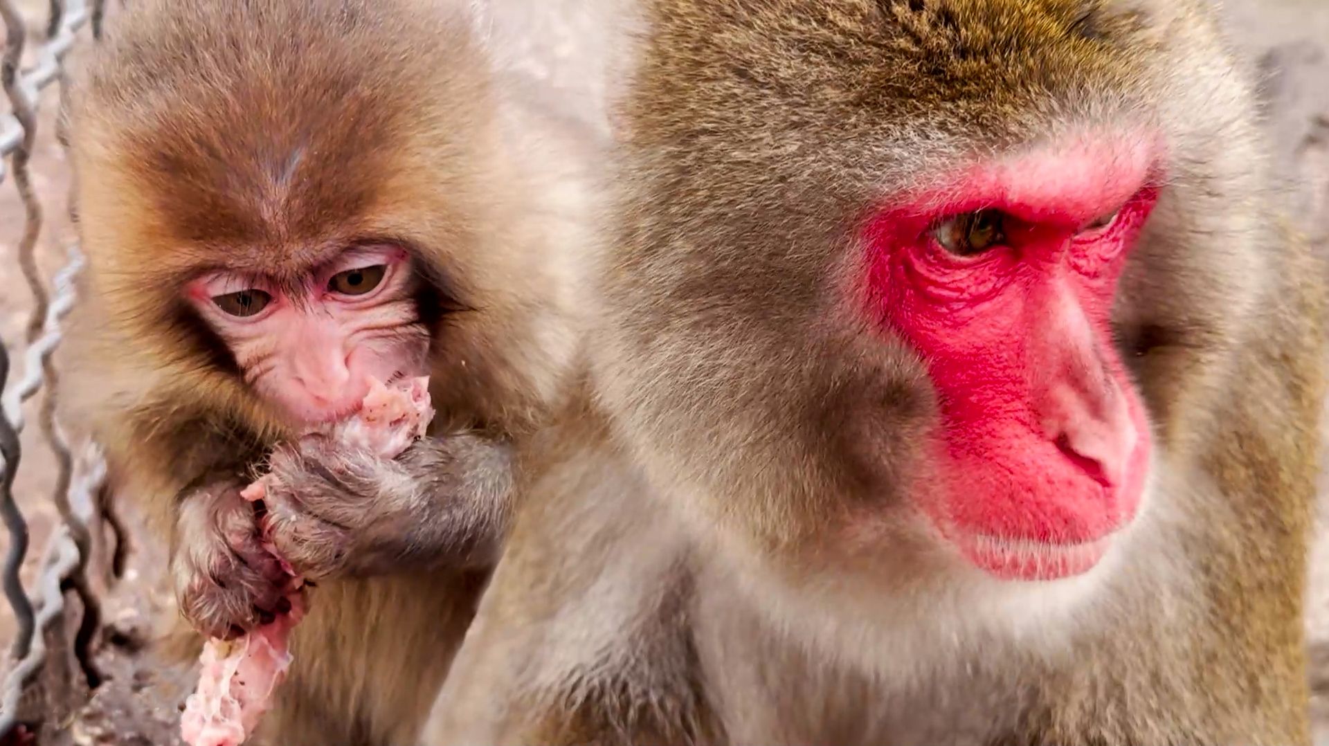 Феня мясо ест и за себя, и за Веню, умыкнула из-под носа! Магот тоже мясоед! Сакура прячется от всех смотреть онлайн