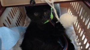 Едем с Аришкой в поезде!