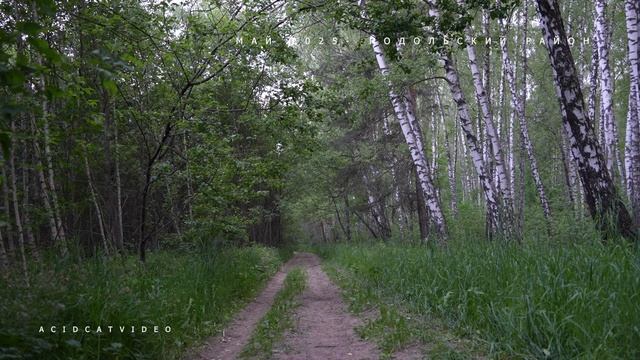 ЛЕСНЫЕ ПТИЦЫ - МАЙ 2025 смотреть онлайн