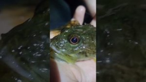 Архангельск, рыбалка с ночёвкой, племянник с сыном.