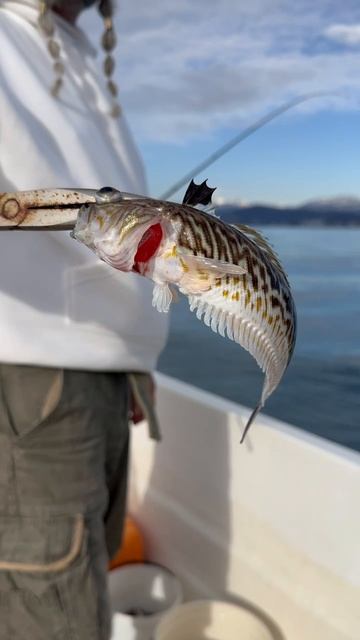 Морской дракон. смотреть онлайн