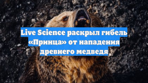 Live Science раскрыл гибель «Принца» от нападения древнего медведя