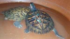 Красноухие черепахи 09 февраля 2026 года.Умная колонка Маруся рассказывает анекдоты!