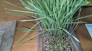 Мяу- еда, оказалась не вкусной! 🤢 Обор кошачьей травки. 09-02-2026